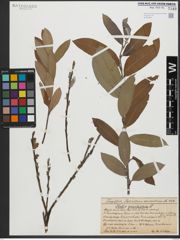 Foto von Salix gracilistyla Miq.